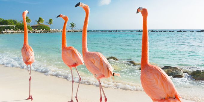 Angebote für Urlaub auf Curaçao