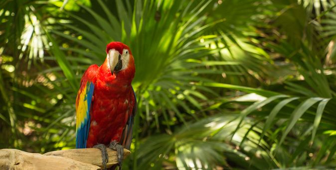 Loro Park Teneriffa