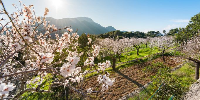 Mallorca-Urlaub, Mallorca