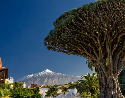 Teneriffa Drachenbaum