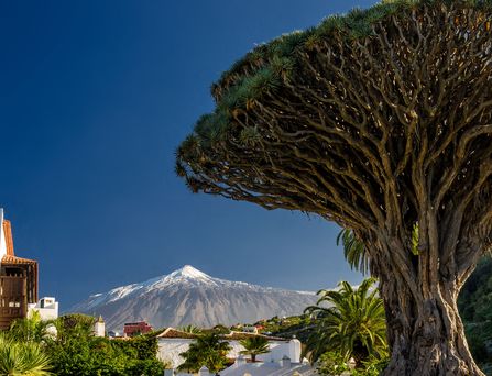 Teneriffa Drachenbaum