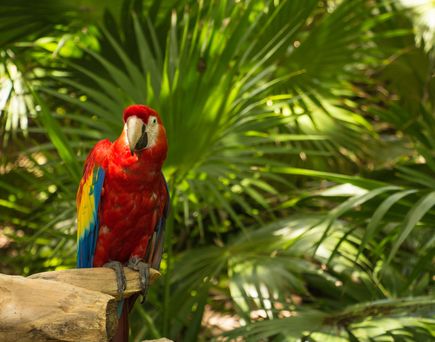 Loro Park, Teneriffa