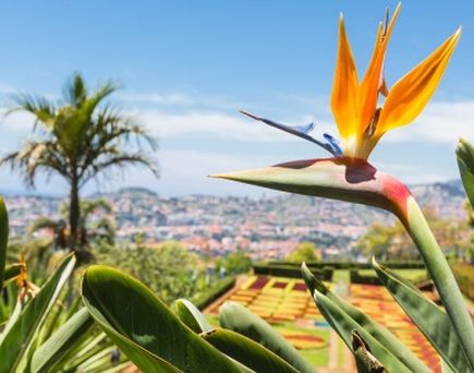 Madeira und die Azoren