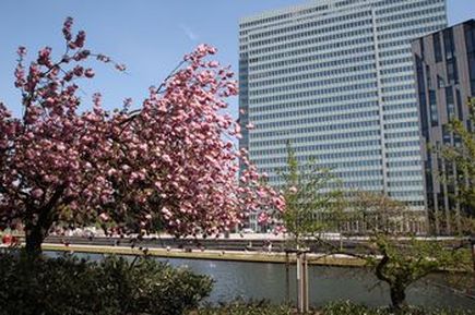 Kirschbaum in Blüte und Dreischeibenhaus
