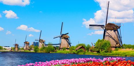 Bunte Tulpen und Windmühlen am Wasser in den Niederlanden 