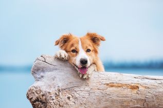 Hund mit Halter in den Bergen