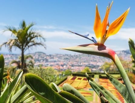 Madeira