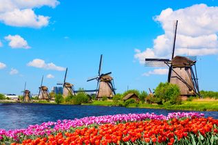 Bunte Tulpen und Windmühlen am Wasser in den Niederlanden 