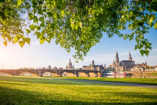 Blick auf Dresden. Wiese mit Blättern 