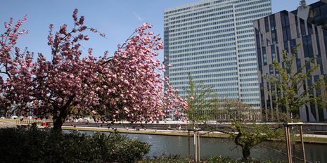 Kirschbaum in Blüte und Dreischeibenhaus